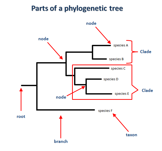http://www.cs.us.es/~fran/students/julian/phylogenetics/phylogenetics.html