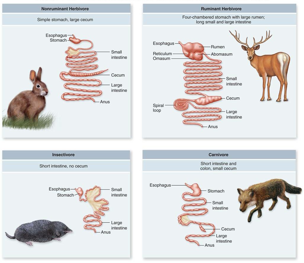 How do herbivores differ from carnivores? + Example
