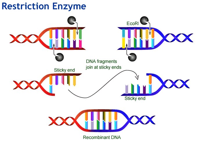 restriction enzyme :wikipedia image