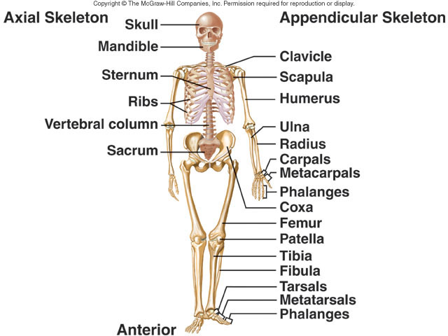 axial skeleton function