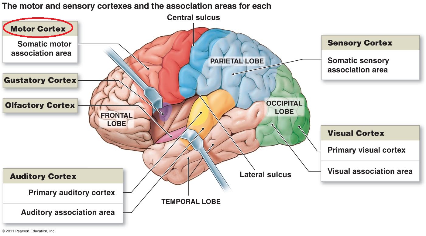Motor Cortex: Function and Location