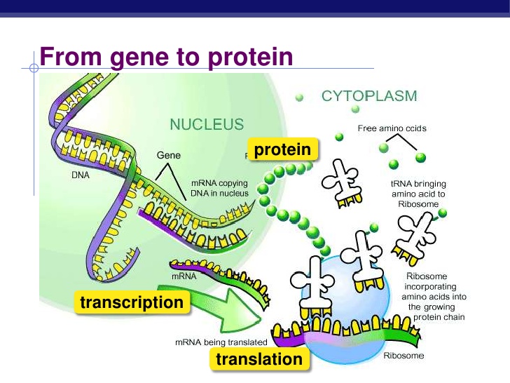 How Is Protein Synthesis Different From Dna Replication Socratic