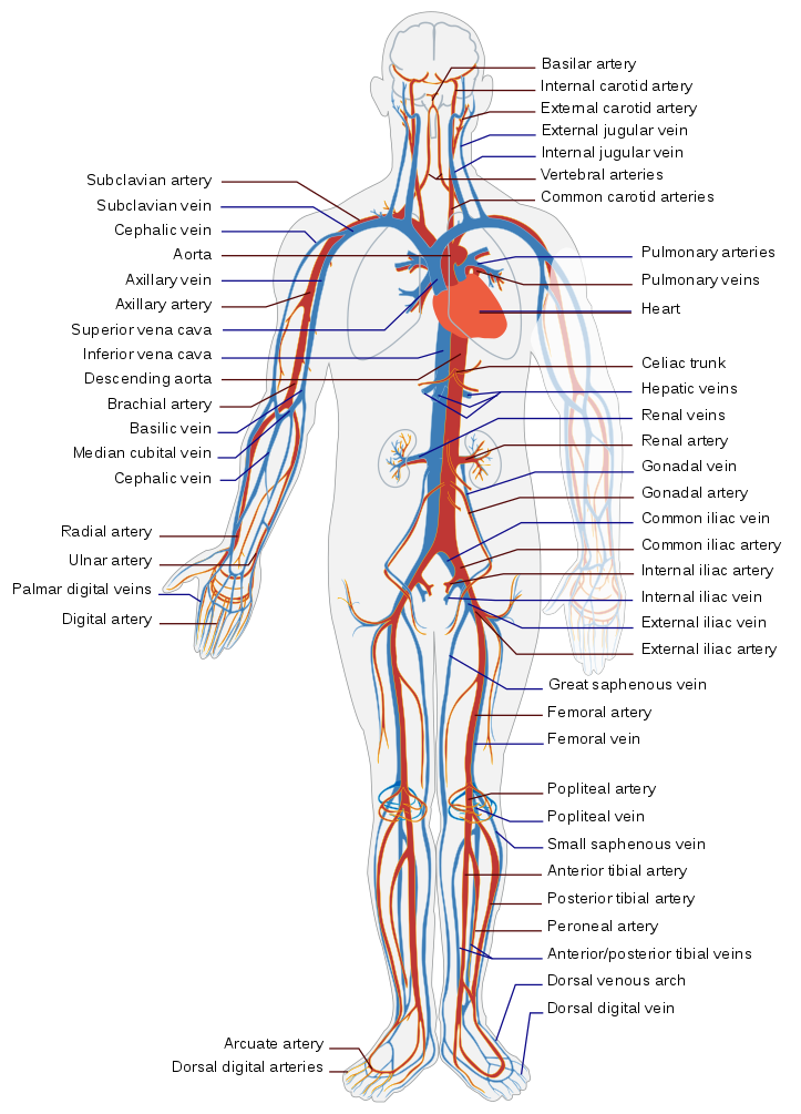 Blood circulation in human:Circulatory system - Wikipedia