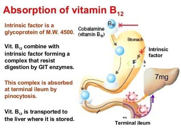 Nutrient absorption function