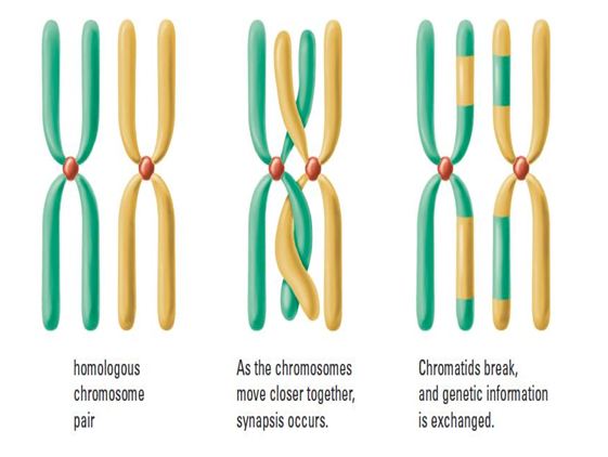 significance of crossing over in meiosis