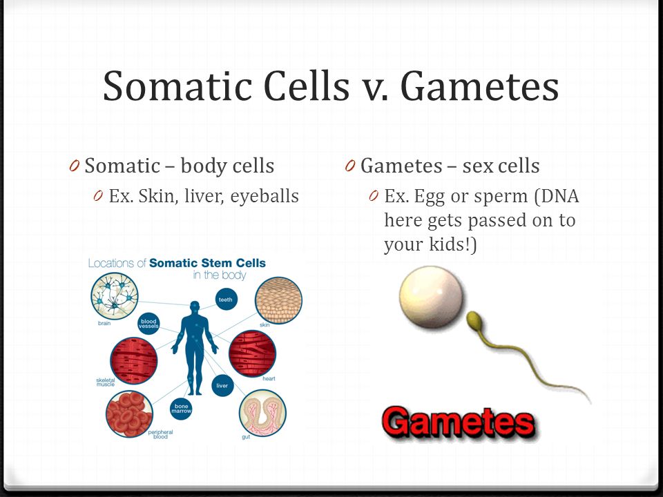 Meiosis Occurs In Reproductive Cells While Mitosis Occurs In Somatic 