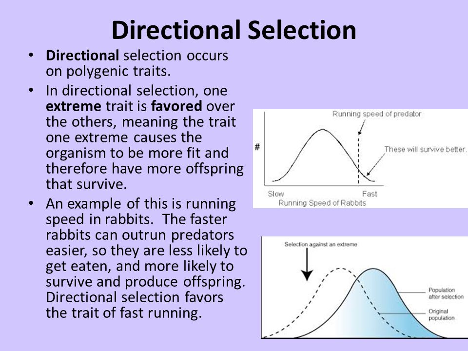 directional selection example