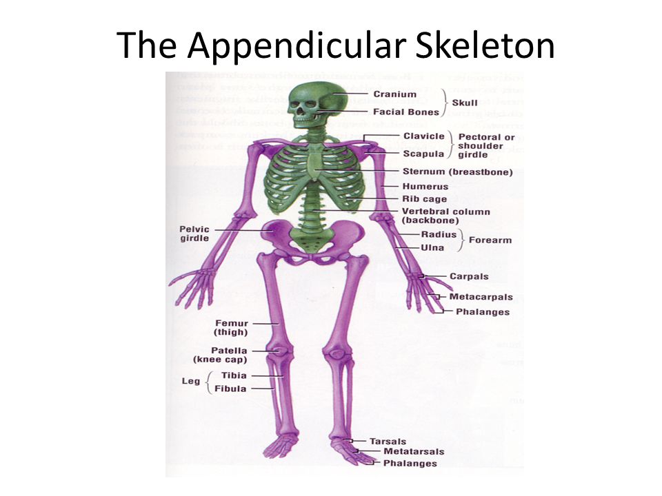 Pectoral Girdle - Appendicular Skeleton - Skeletal Organization