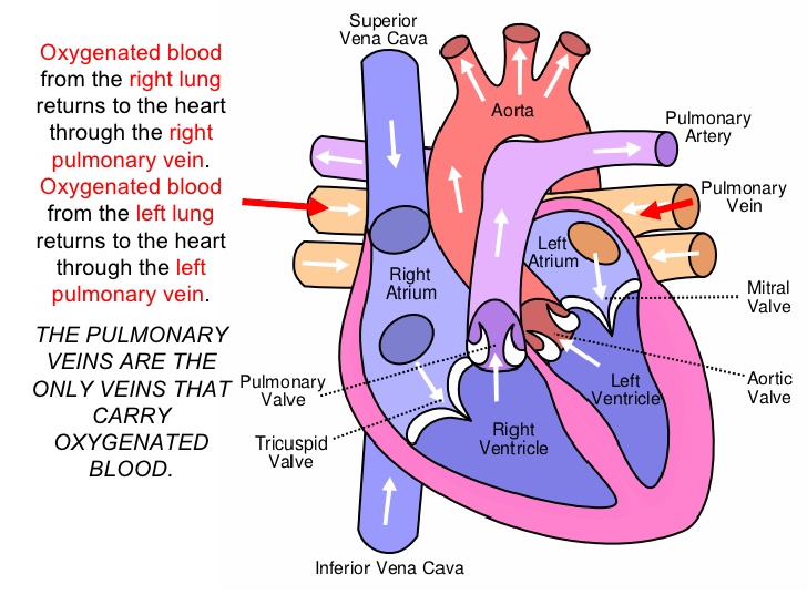 https://www.google.com/search?q=blood+flow+through+the+heart+and+lungs&espv=2&source=lnms&tbm=isch&sa=X&ved=0ahUKEwir2ayonJ3TAhUBq48KHQixBJsQ_AUICCgB&biw=1366&bih=662#imgrc=U19WfKi8caXdOM: