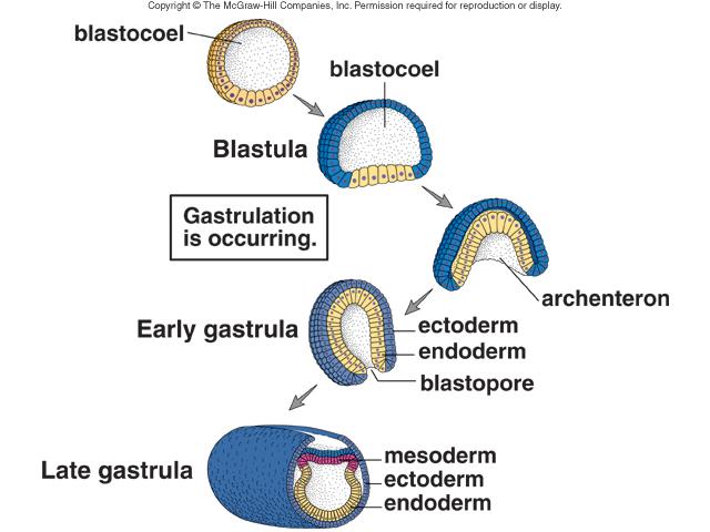 What is the process of gastrulation? | Socratic