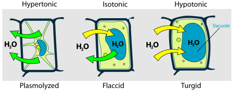 http://science.jrank.org/pages/4931/Osmosis-Cellular-Osmosis-in-plant-cells.html