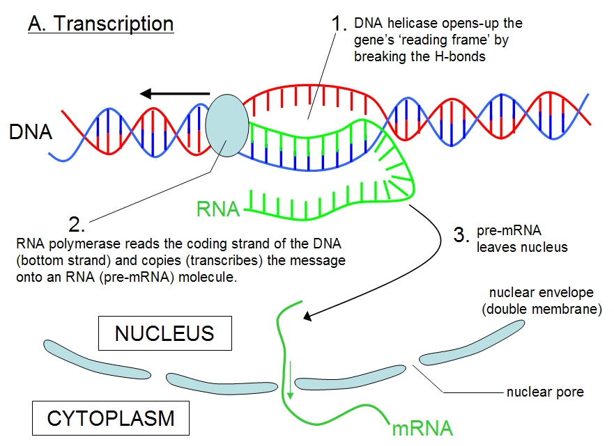 during-transcription-what-does-messenger-rna-do-socratic