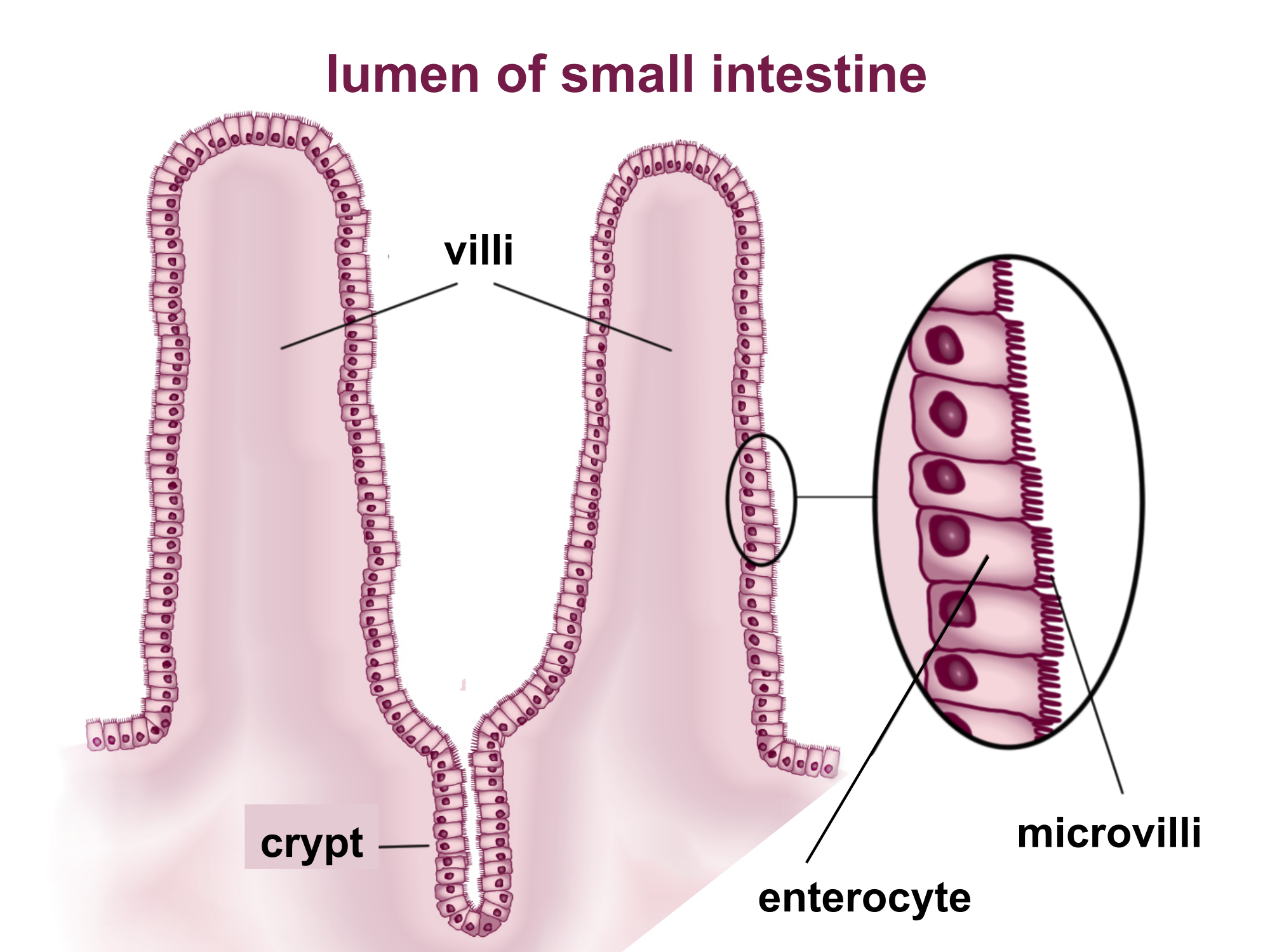 How is the structure of a villi in the small intestine related to its  function? | Socratic