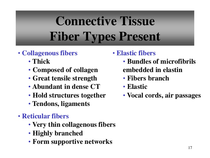 types of connective tissue
