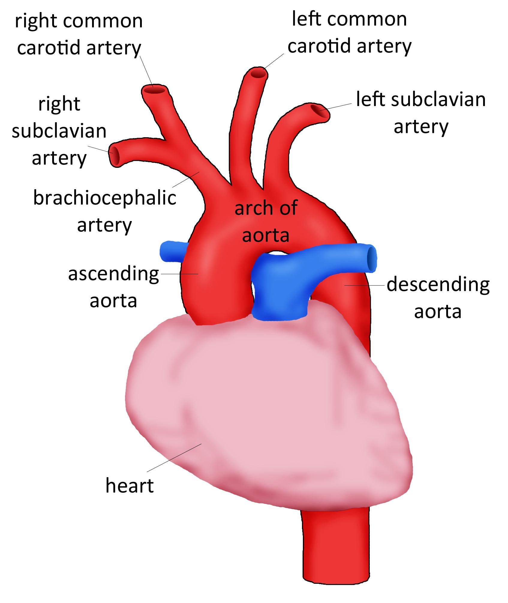 Are There Two Brachial Arteries In The Body Are There Two