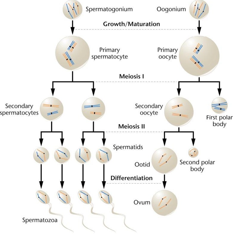 http://www.biologyexams4u.com/2013/06/difference-between-spermatogenesis-and.html