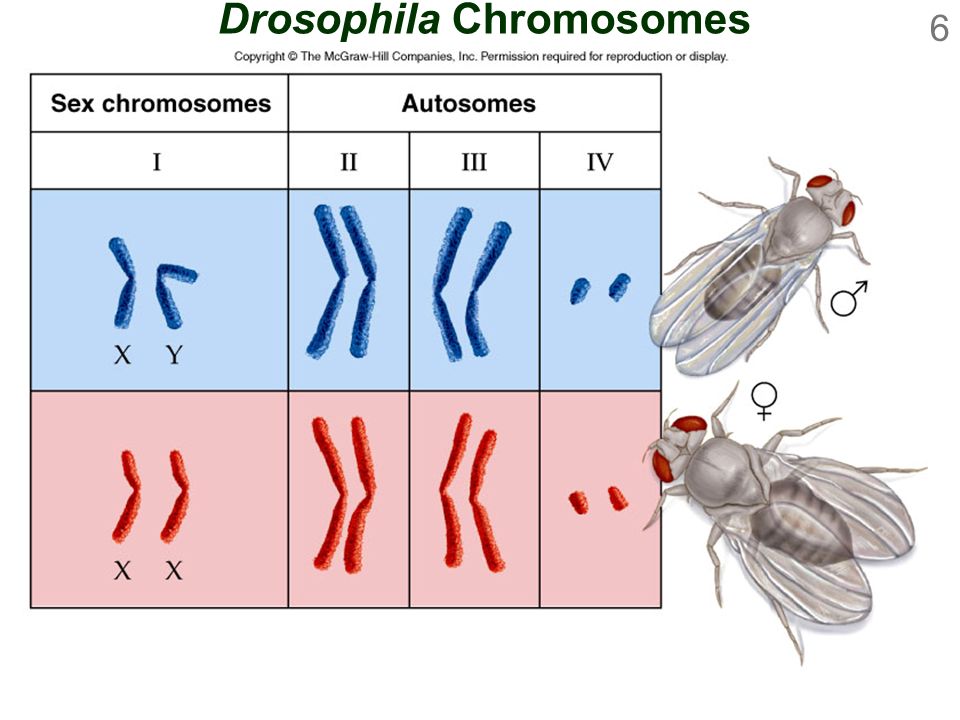 Why Does A Drosophila Have Only 4 Linkage Groups When 8 Chromosomes Are