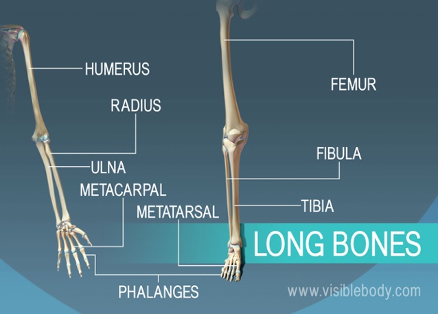 http://learn.visiblebody.com/hs-fs/hub/189659/file-2122067634-jpg/Learn_Articles/Skeleton_System/Set_1_Bone_Types/3-Long-Bones-1232Wjpg?t=1481323189142&width=638&height=457&name=3-Long-Bones-1232Wjpg