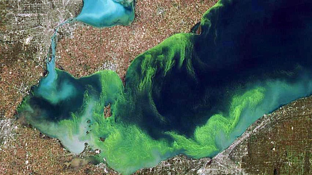http://www.cbc.ca/news/technology/toxic-algae-blooms-what-you-should-know-about-the-mysterious-phenomena-1.3117687