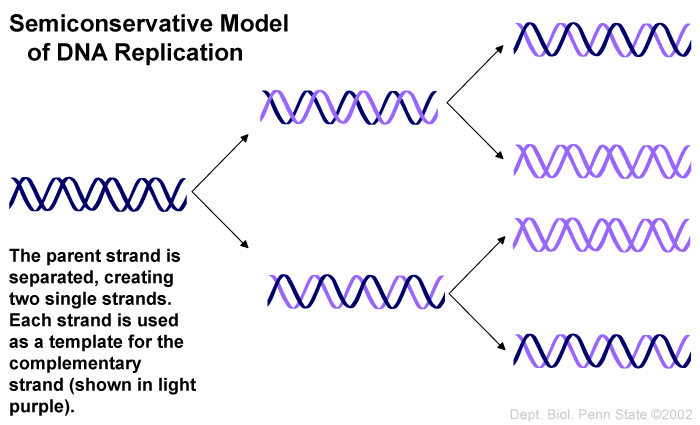 What Does Semiconservative Mean In The Context Of Dna Socratic