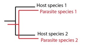 http://www.scienceetfoi.com/le-parasitisme-le-mutualisme-et-la-co-speciation/