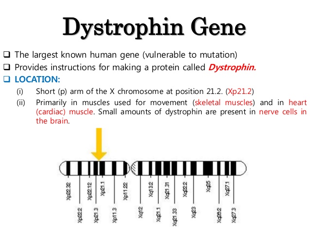 Duchenne Muscular Dystrophy Genetics