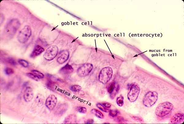 http://www.proprofs.com/flashcards/story.php?title=histology-block-3