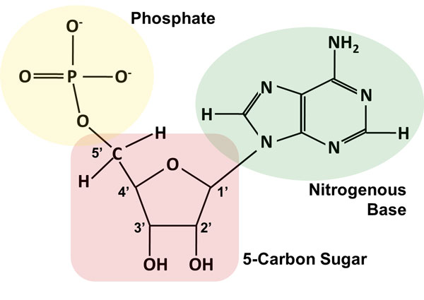 dna molecule sugar phosphate backbone and nucleotides
