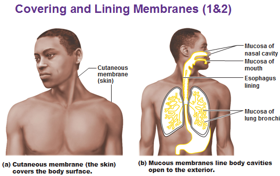 mucous membranes