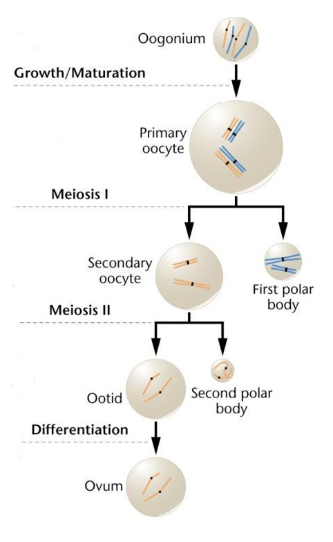 http://www.biologyexams4u.com/2013/06/difference-between-spermatogenesis-and.html#.WZP6lE32Tcs (adapted)