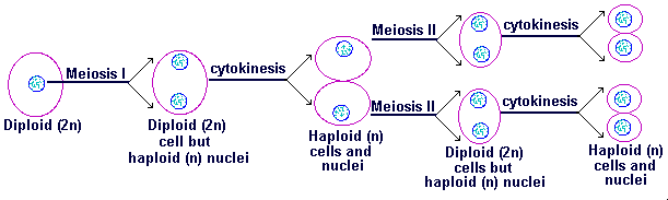 http://www.synapses.co.uk/genetics/tsg4.html