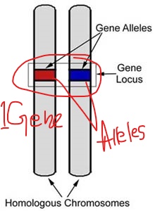 What Is The Difference Between An Allele And A Gene Socratic