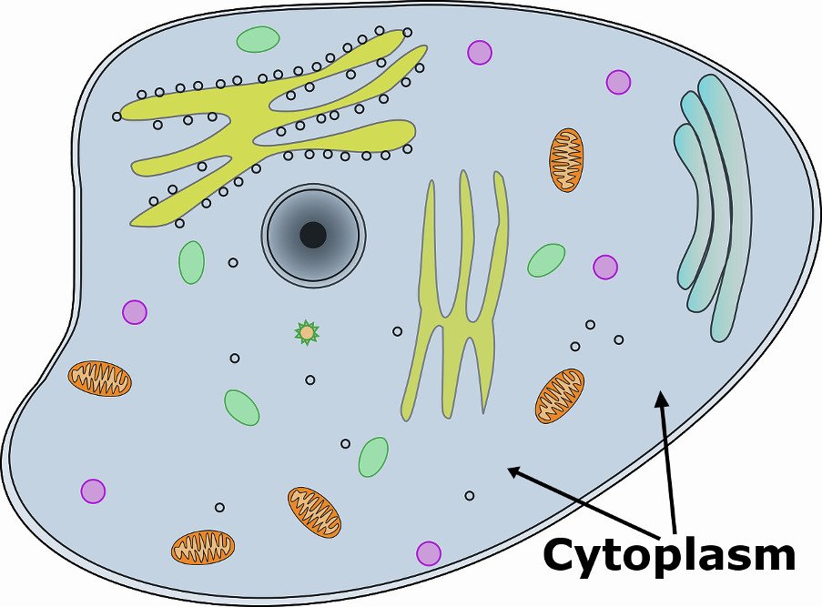 https://www.scienceabc.com/pure-sciences/what-is-cytosol-how-is-it-different-from-cytoplasm.html