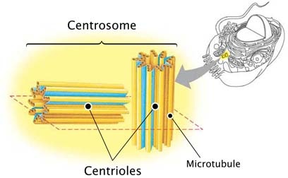 What is the difference between centromere, centrosome and centriole? |  Socratic