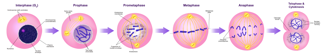 upload.wikimedia.org/wikipedia/commons/thumb/c/c9/Mitosis_Stagessvg/1100px-Mitosis_Stages.svg.png