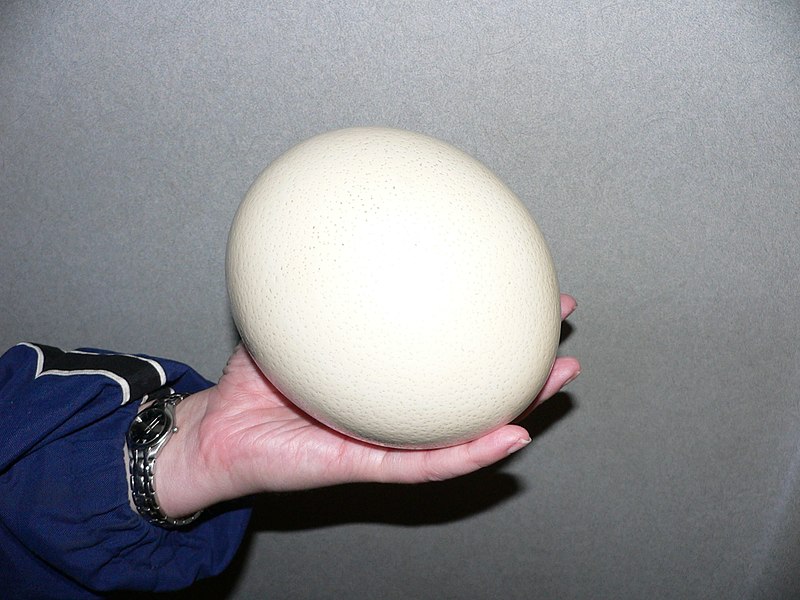 https://commons.m.wikimedia.org/wiki/File:Ostrich_egg