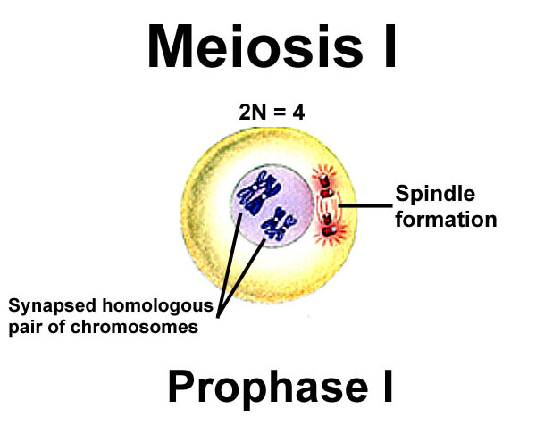 during prophase 1 of meiosis