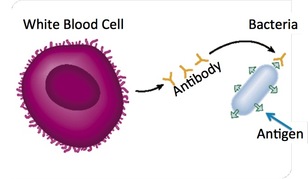 which cells are responsible for antibody production