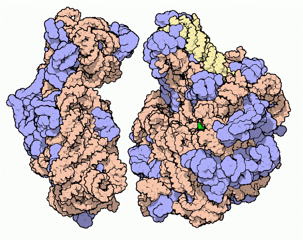 What Are Ribosomes What Do They Do Socratic