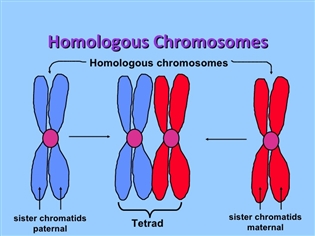 homologous chromosomes and sister chromatids