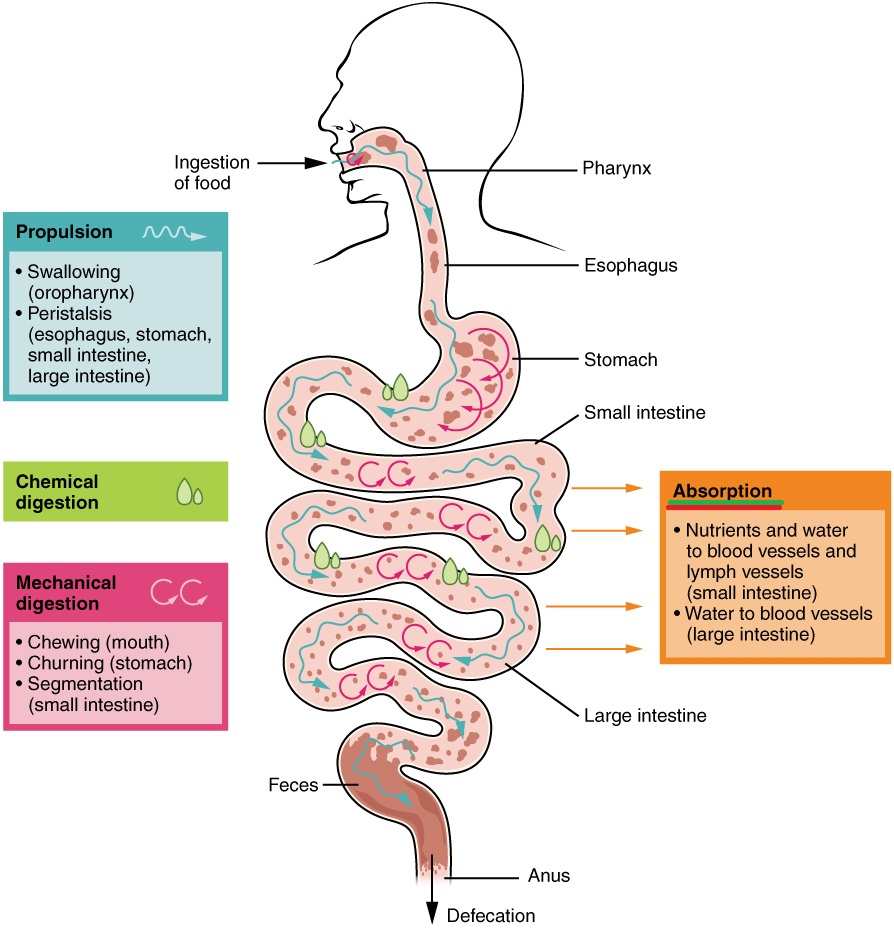 Nutrient absorption in the gut