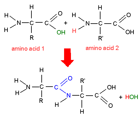 amino acids are the monomers that join together to form
