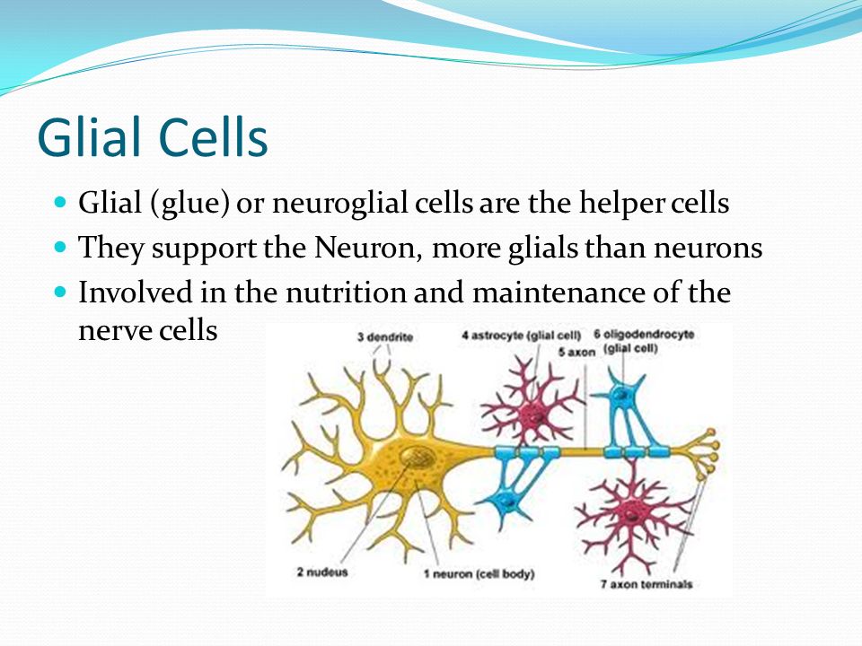 Is the name Schwann cell synonymous to glial cell? | Socratic