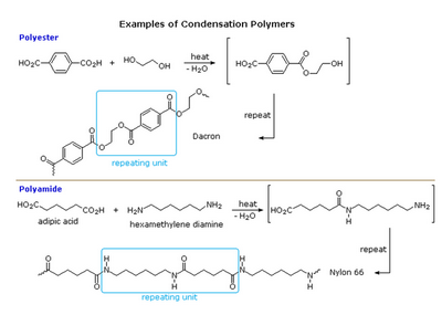 How does a hydrolysis reaction separate a polymer into its monomers?