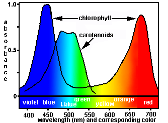 Visible light spectrum of photosynthesis from http://www.rondeauprovincialpark.ca/2011/09/colour-in-the-leaves/.