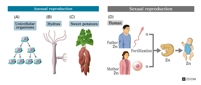 What Is One Advantage Of Sexual Reproduction Over Asexual Reproduction