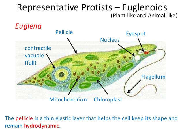 Is a euglena a plant-like or animal-like protist? | Socratic