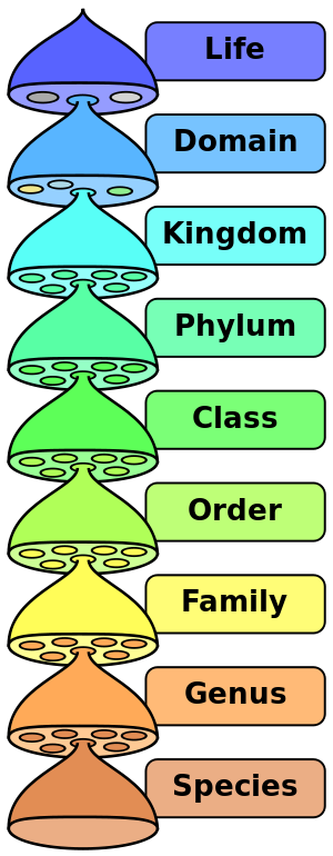 Classification Levels