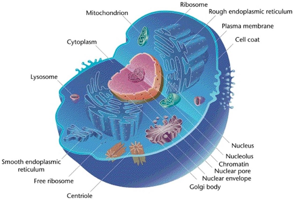 https://biologydictionary.net/eukaryotic-cell/