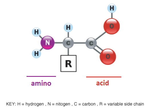 Amino Acid- A functional Group